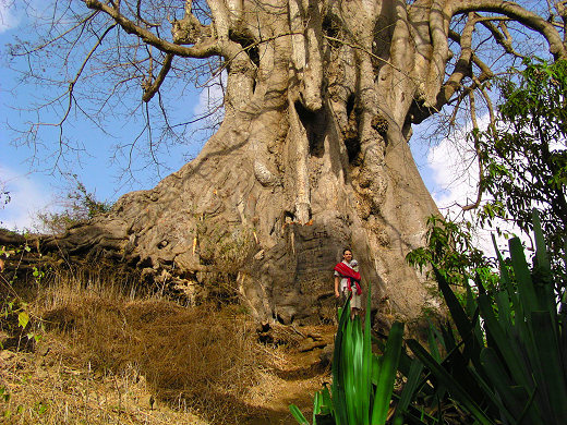 Gogo am ältesten Baum der Insel